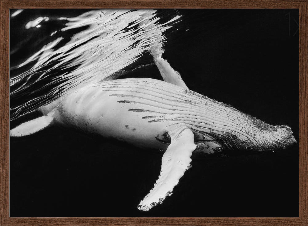 Black & Whale Poster